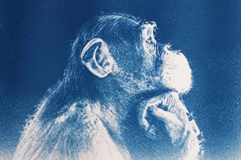 cyanotype